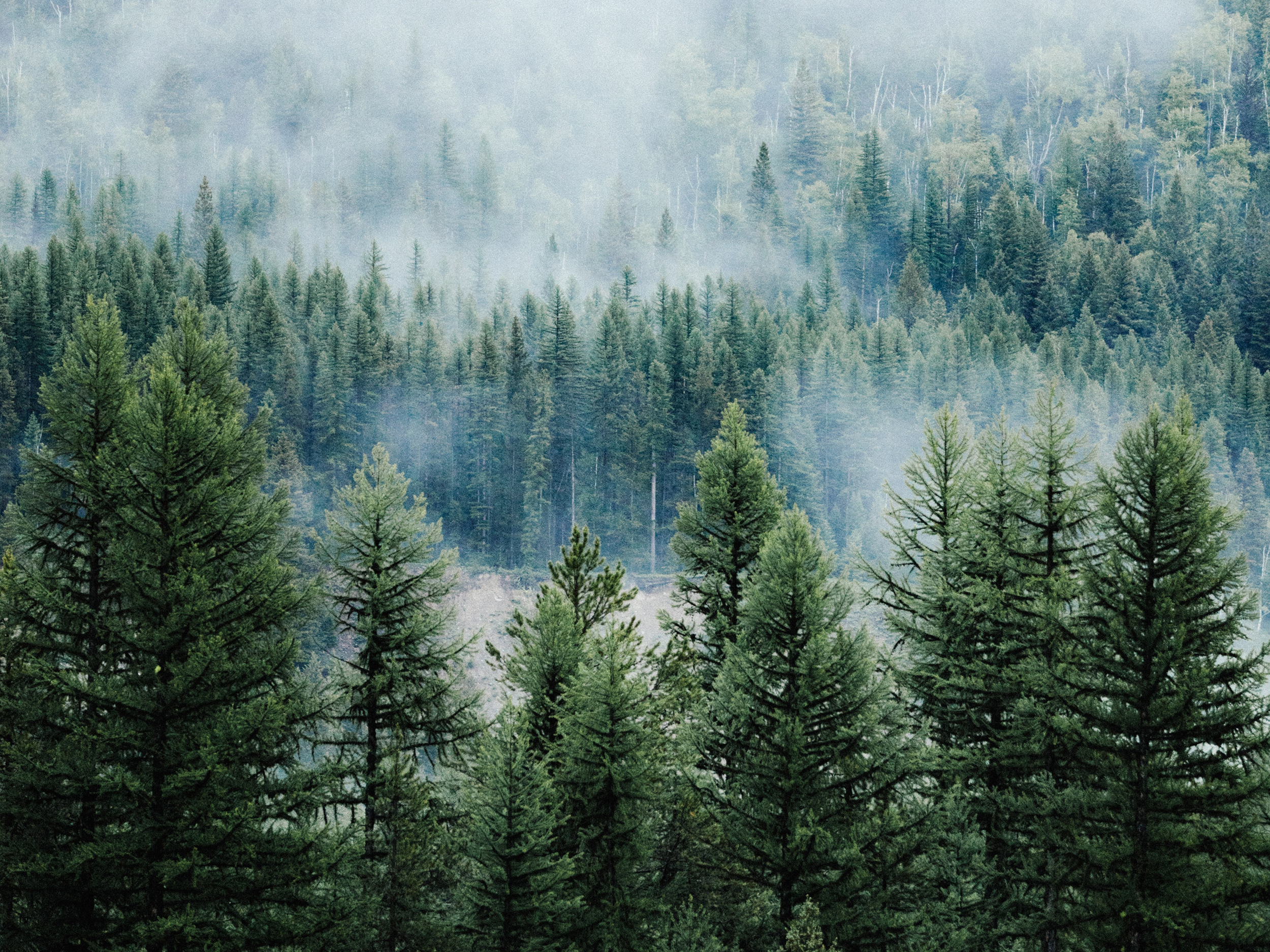 Sustainable Forestry